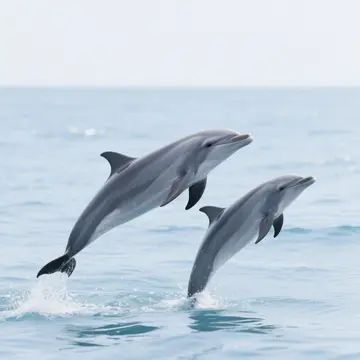 Google's DolphinGemma AI Tools Unleash a New Era of Cross-Species Communication