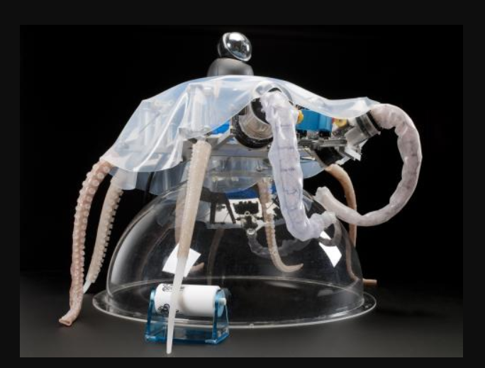 2025's Biggest Biorobotics Breakthroughs: Top Biorobotics Institute Updates