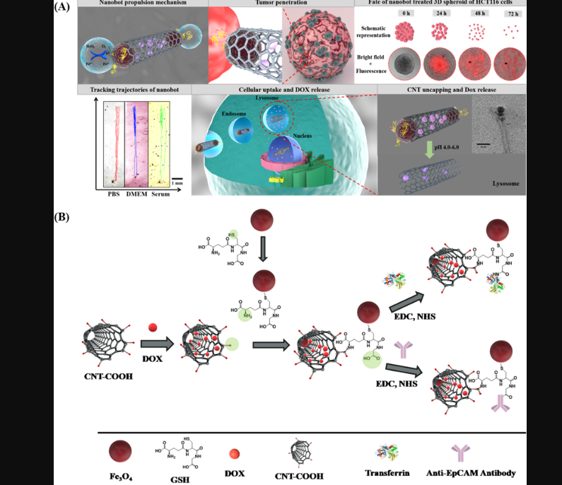 Nanobots in Your Veins: How Nanorobots in Cancer Treatment Are Rewriting Oncology's Future